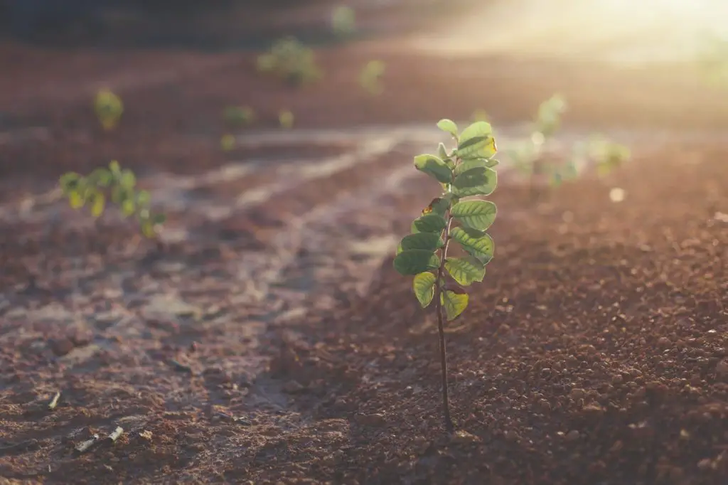 how to soften hard soil